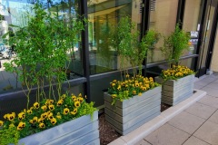 Exterior Plantings