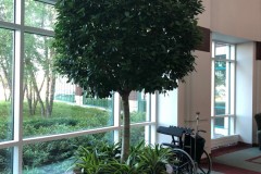 Ficus-lobby-tree