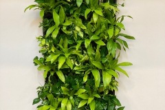 Living Walls