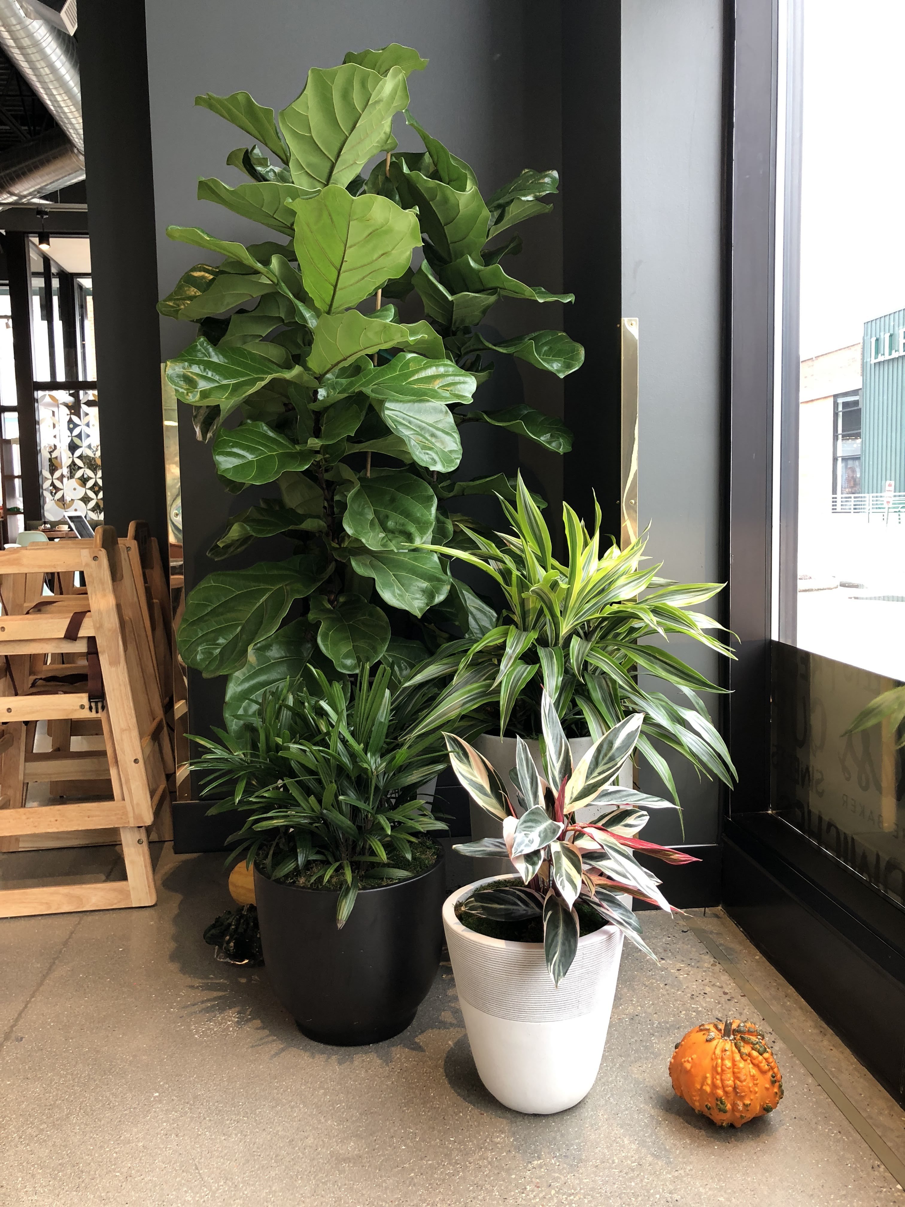 Office Plants – Interiorscapes