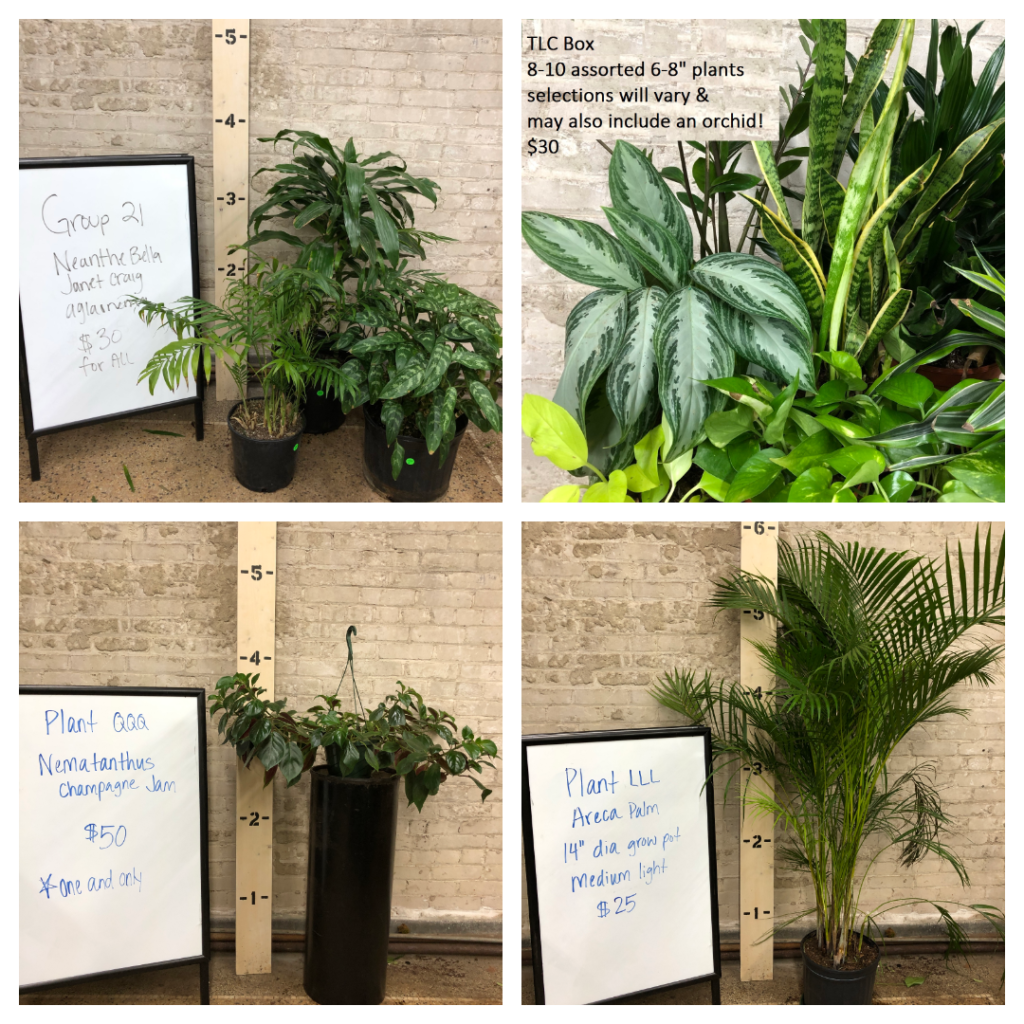 Plant Sale – Interiorscapes